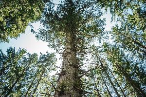 Waldbaden unter Giganten: Wanderweg „Wäldersinn“ bei Rothaus