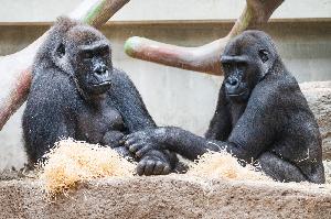 Zum Welt-Gorilla-Tag: Geburt bei den Gorillas