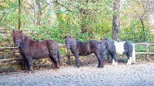 Drei neue Ponys im Kinderzolli