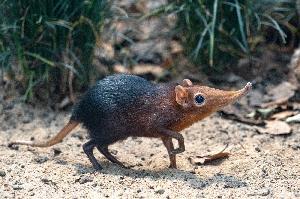 Neuzugang bei den Rotschulter-Rüsselhündchen in der Wilhelma