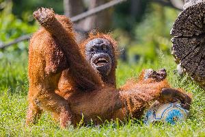 Leipzig: Jubiläum für Pongoland – ein Meilenstein im „Zoo der Zukunft“