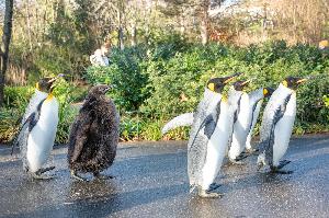 Zölli Basel: Nachzuchten aller Pinguinarten