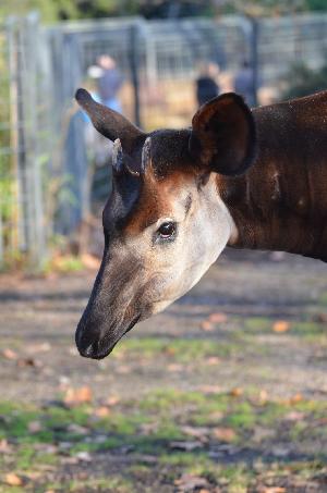 Okapi-Senior Vitu in der Wilhelma verstorben