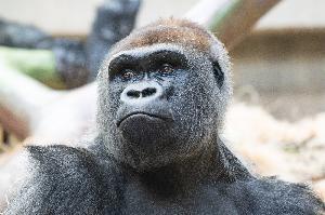 Neuer Silberrücken im Zoo Basel