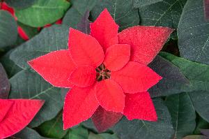 Weihnachtssterne in ihrer ganzen Pracht