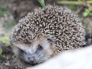 Deutschland sucht seine Igel und Maulwürfe