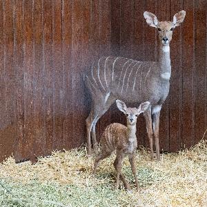 Kleine-Kudu-Herde wächst weiter