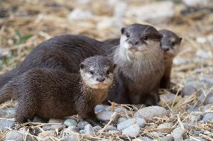Zwergotter-Jungtiere entdecken die Aussenanlage