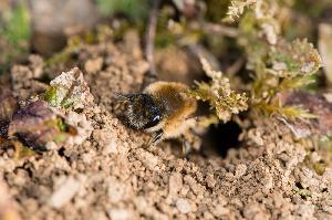 Unentbehrliche Wildbiene