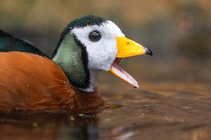Federn, Flugkunst und Vogelschutz im Fokus der Wilden Wochenenden