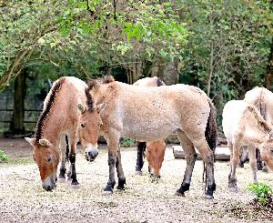 100.000 Besuche im Tierpark Oberwald
