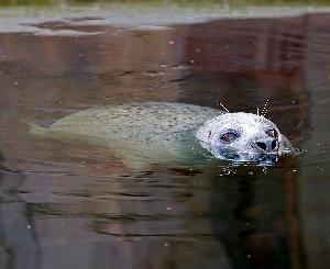 Seehund Gina im Zoo Karlsruhe gestorben