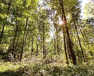 Karlsruher Wald sendet Warnsignale