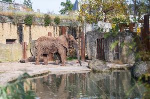 Abschied von den Elefantenkühen Maya und Rosy